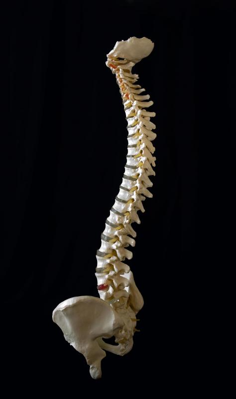 How does the Spinal Cord Function? (with pictures)