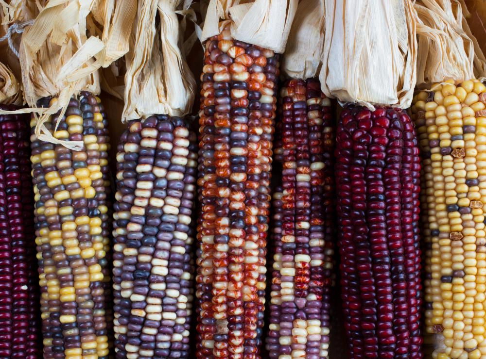 What Are The Different Varieties Of Maize With Pictures   Indian Corn Variety 