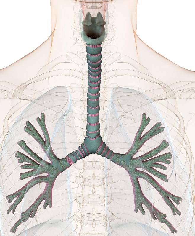 carbon dioxide dead space vital capacity trachea inhale oxygen exhale alveoli lungs bronchi