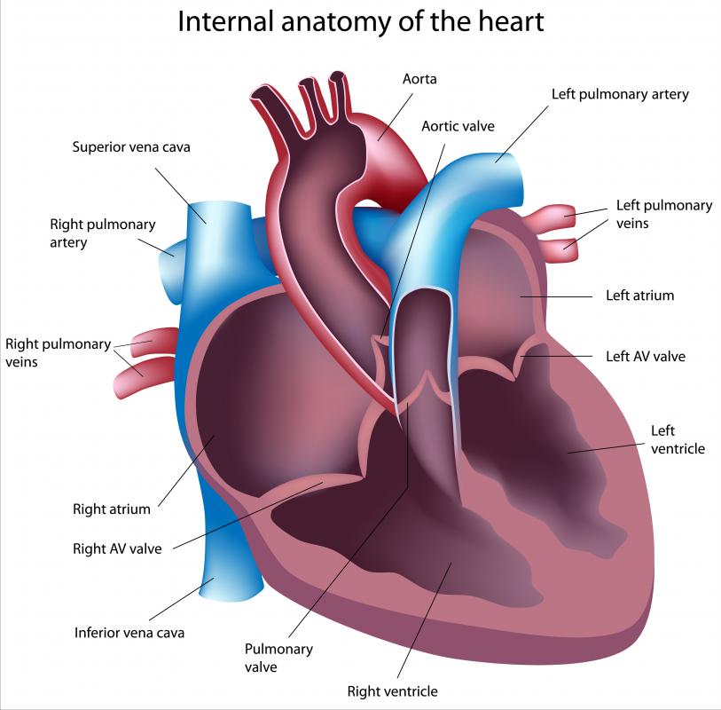 What Is The Left Atrial Appendage? (with Pictures)