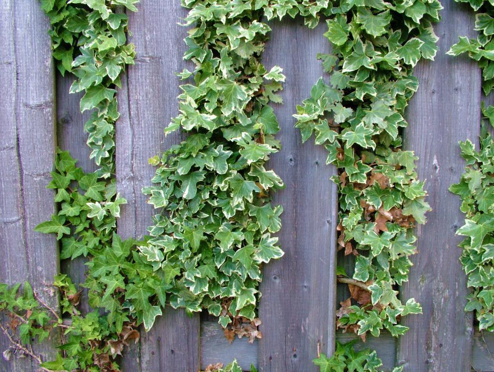 English Ivy On Fence