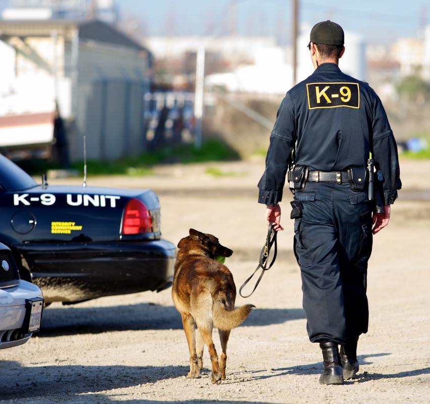 how-do-i-become-a-k9-officer-with-pictures