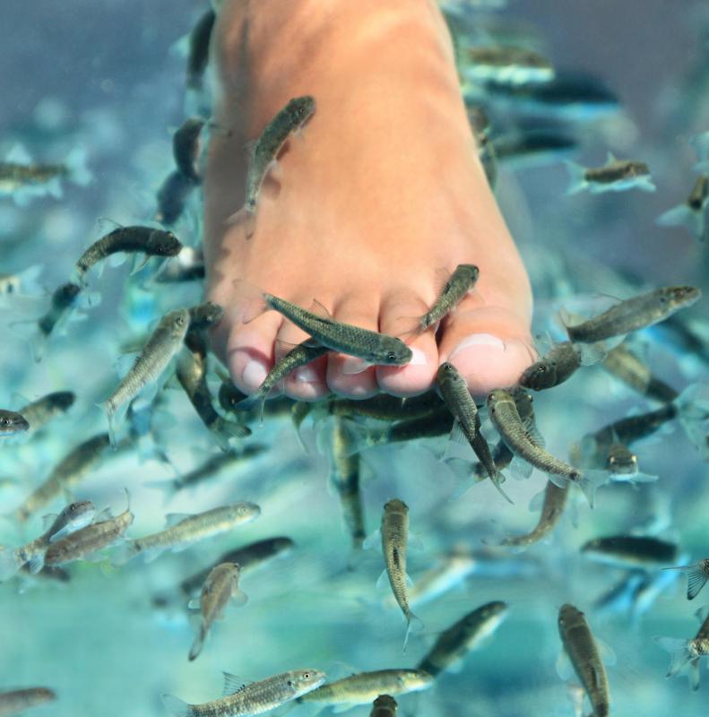 pedicure with fish near me