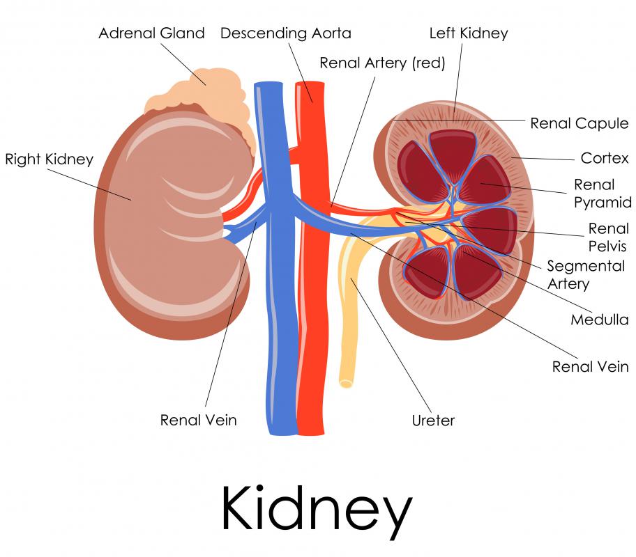 Medulla Kidney Anatomy The Kidneys Anatomy And 3D Illustrations EEKJRM Medulla Kidney Anatomy The Kidneys Anatomy And 3D Illustrations EEKJRM