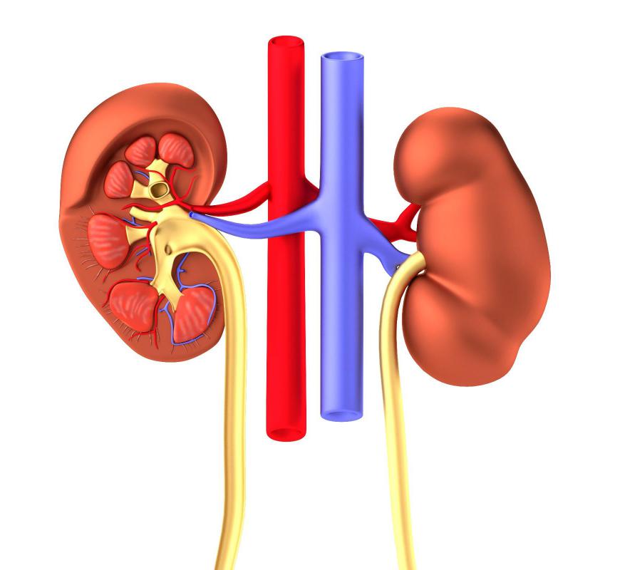 Can Drinking Too Much Water Raise Creatinine