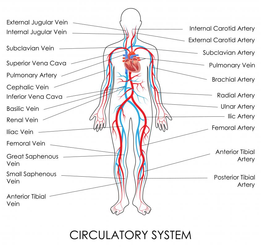 external jugular vein vena cava