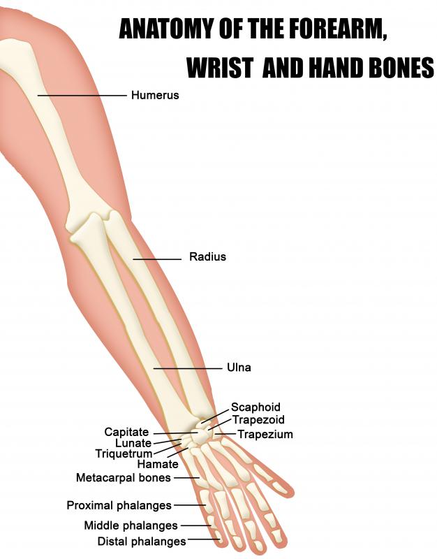 head of radius annular ligament