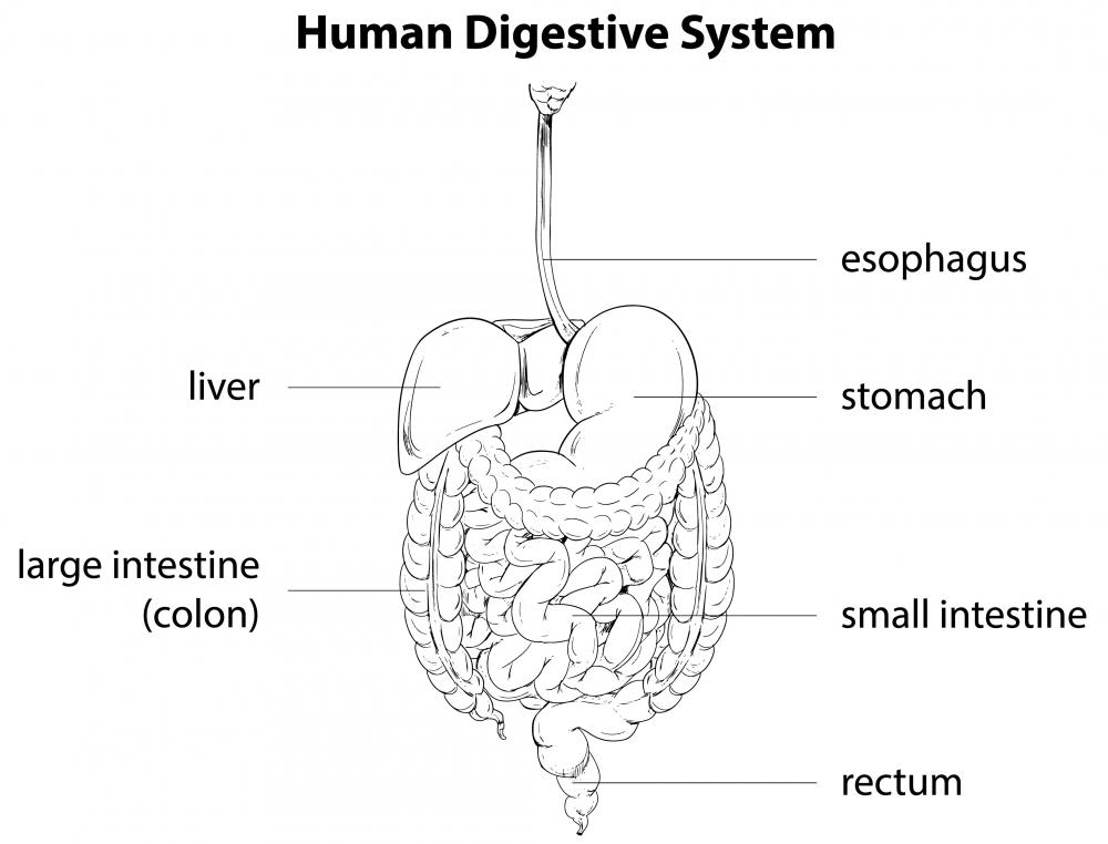 35+ The Digestive System Parts Pictures