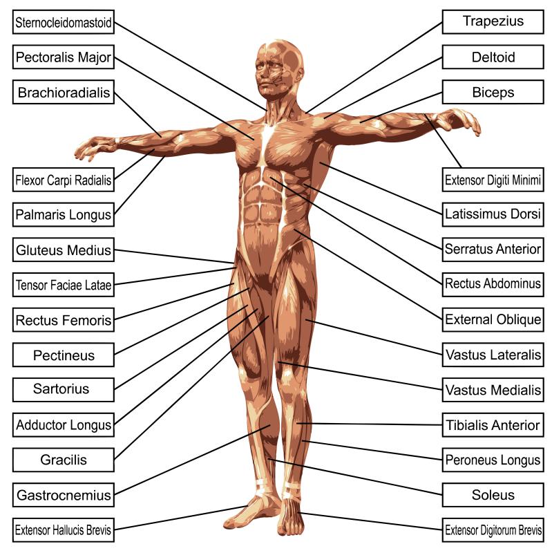 Labeled Back Of Arm Muscle