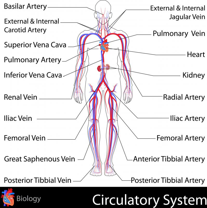 How does the Circulatory System Work? (with pictures)