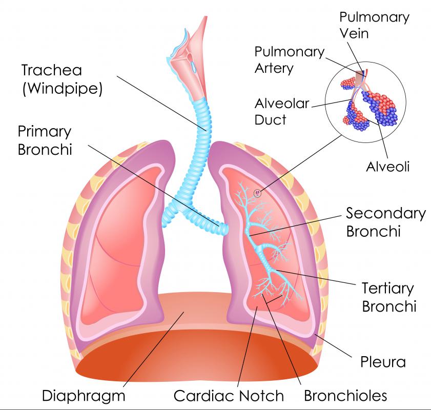 trachea bronchi and terminal bronchioles contribute to anatomic dead space