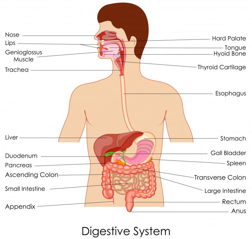 spleen and pancreas