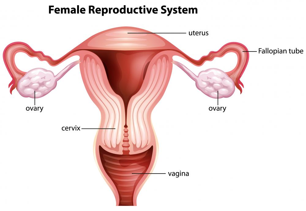 O adenocarcinoma pode ser encontrado nos órgãos reprodutores femininos.