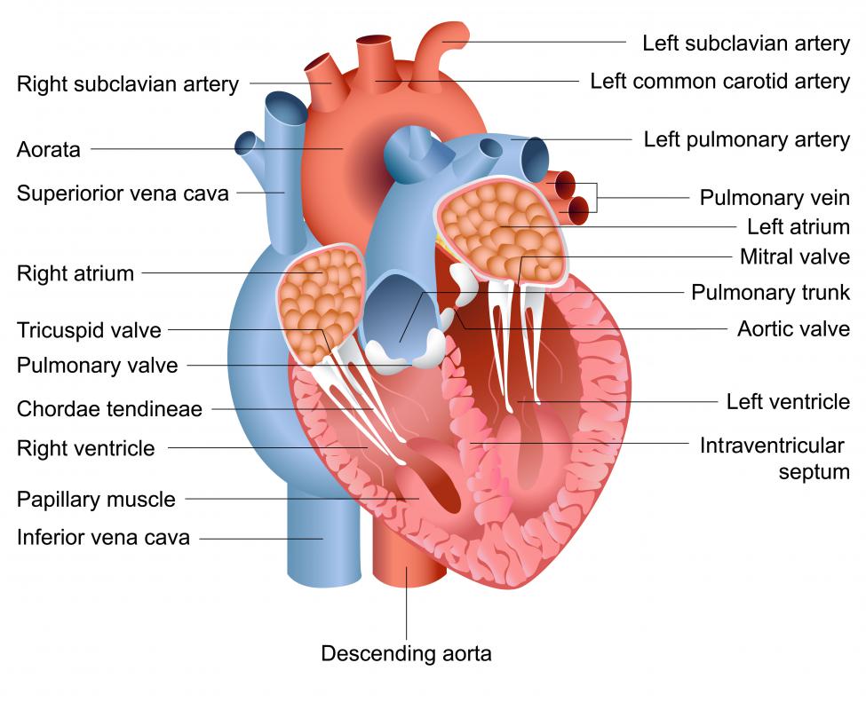 what-is-the-interatrial-septum-with-pictures