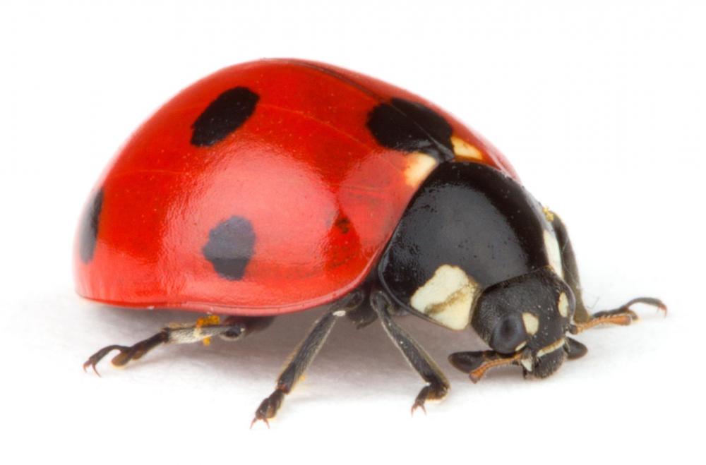 mushabelly ladybug