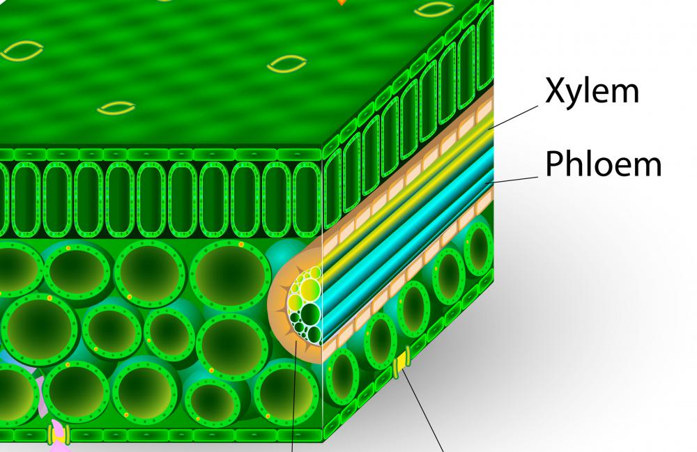 Diagram Of Leaf Cell