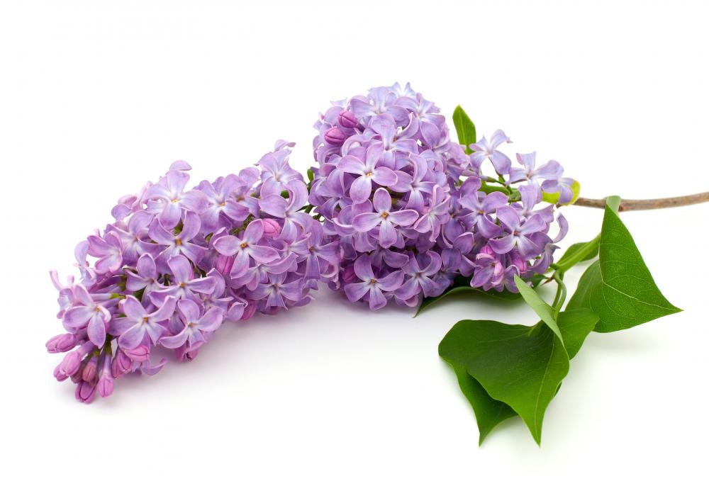 What Is The State Flower Of New Hampshire with Picture 