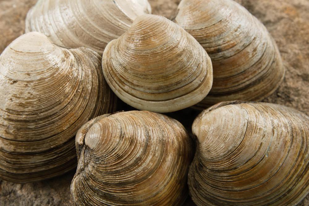 can clams have pearls