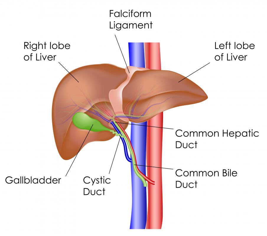 What is a Ligamentum Teres? (with pictures)