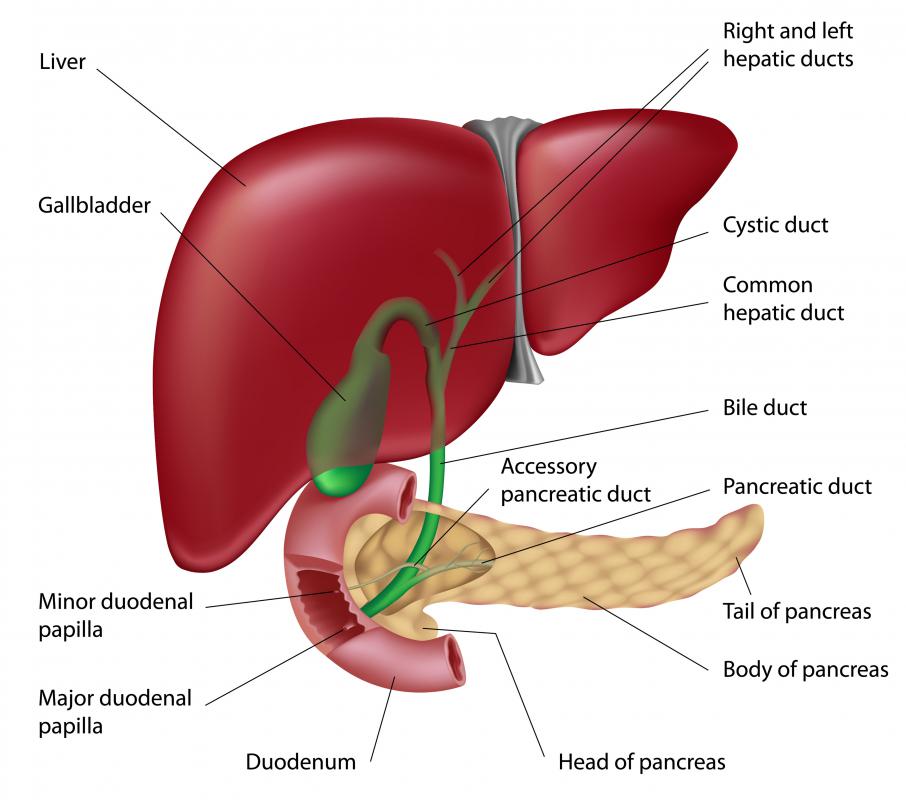 What are the Steps of Fat Digestion? (with pictures)