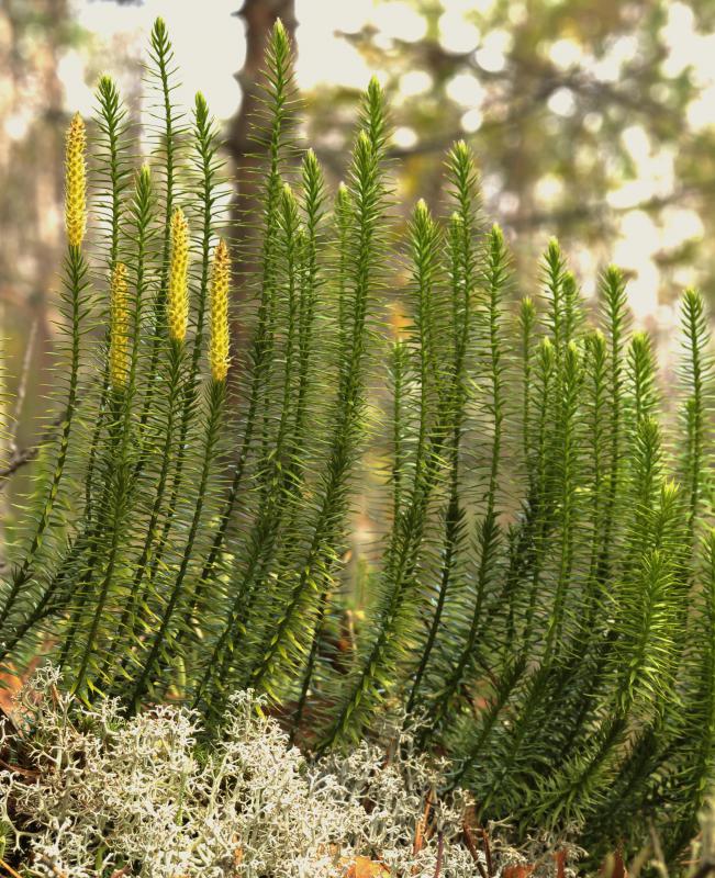 lycopodium