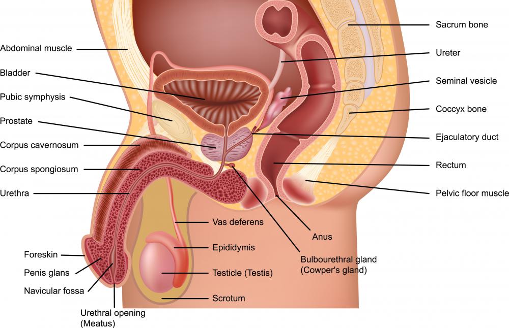 What Is The Anatomy Of The Reproductive System With Pictures