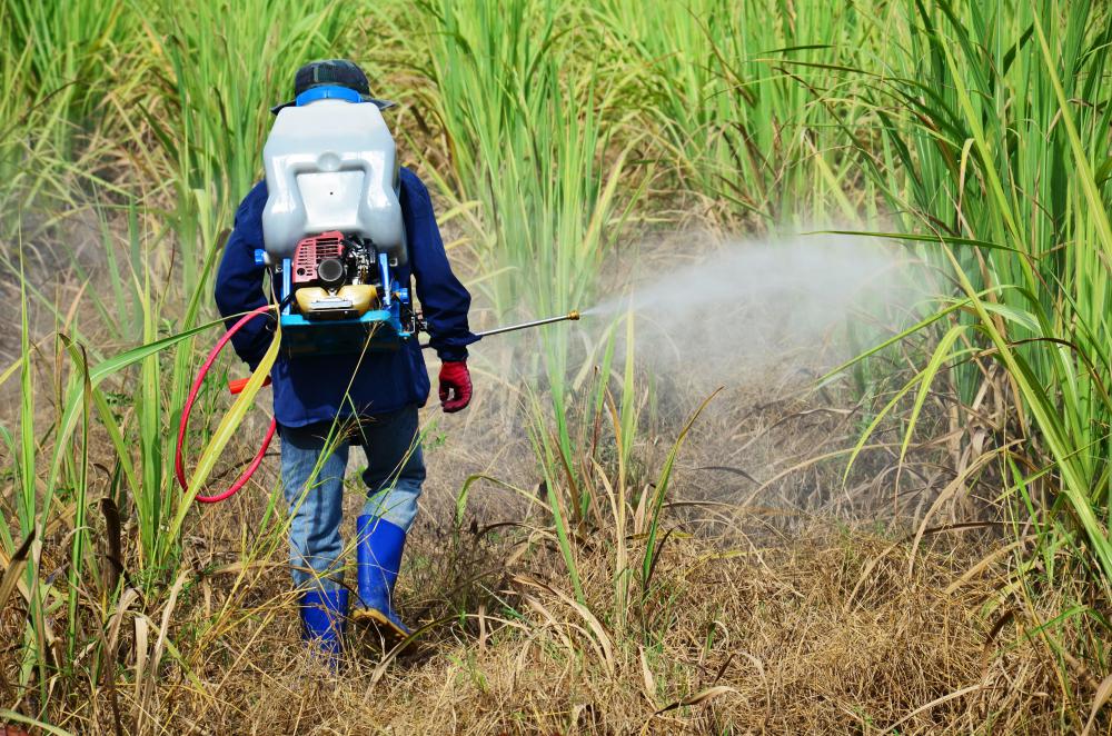 insecticides and pesticides for rice and corn