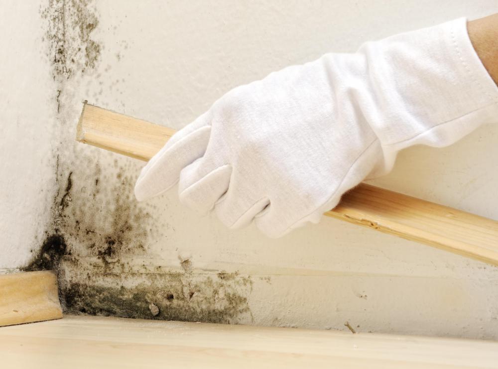 What Should I Know About Dangerous Mold With Pictures