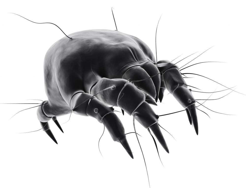 what-are-dust-mites-with-pictures