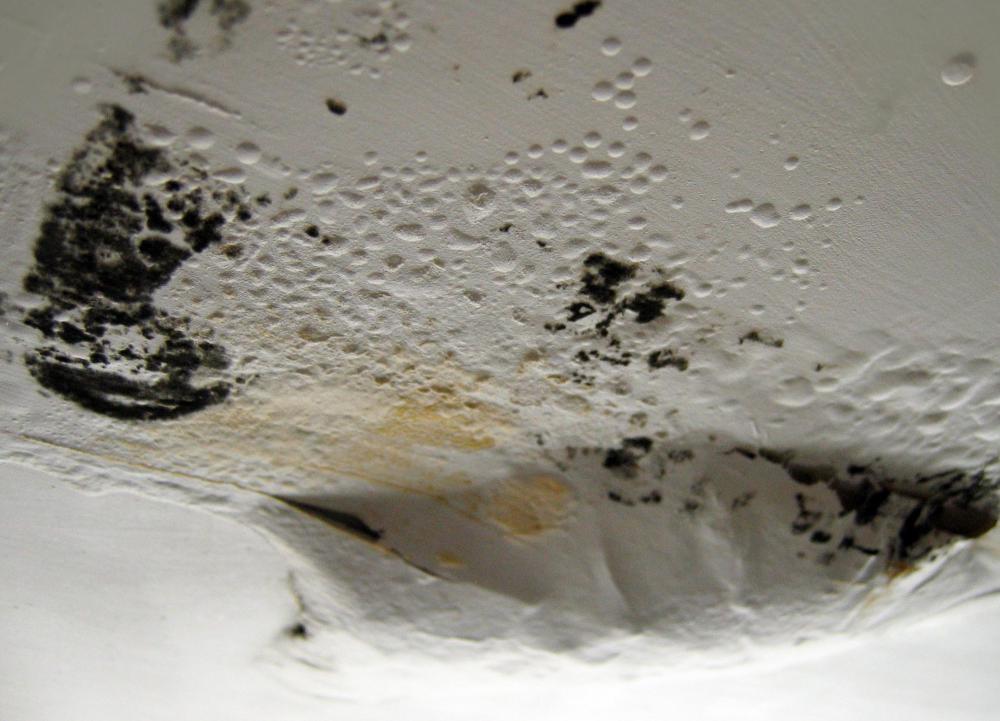 What Is Mold Remediation With Pictures