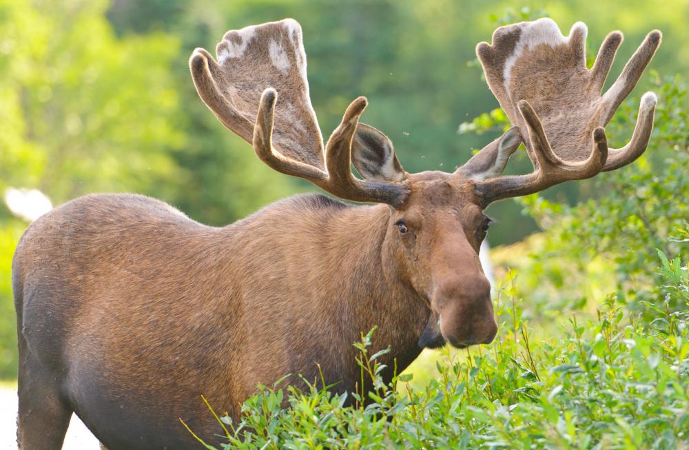 what-is-the-state-animal-of-alaska-with-pictures