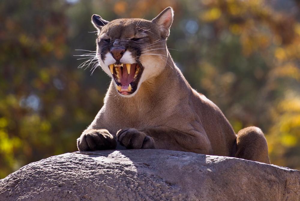 Alpine Mountain Animals