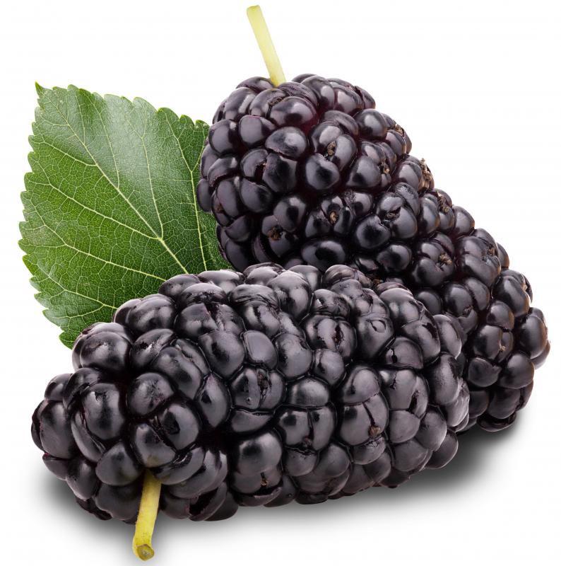 What is a Mulberry? (with pictures)