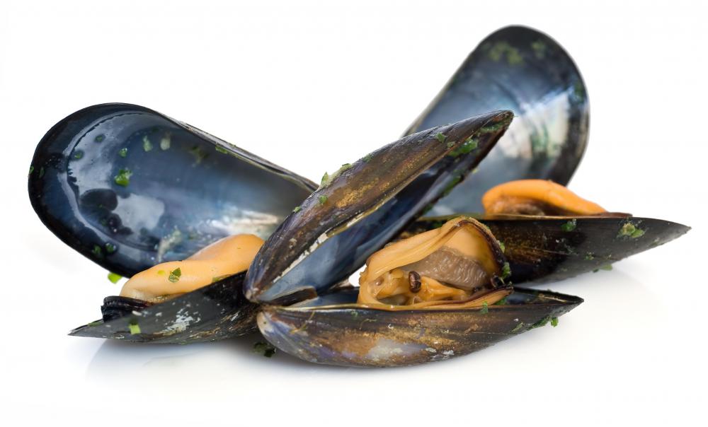 What Is Mussel Farming? (with pictures)