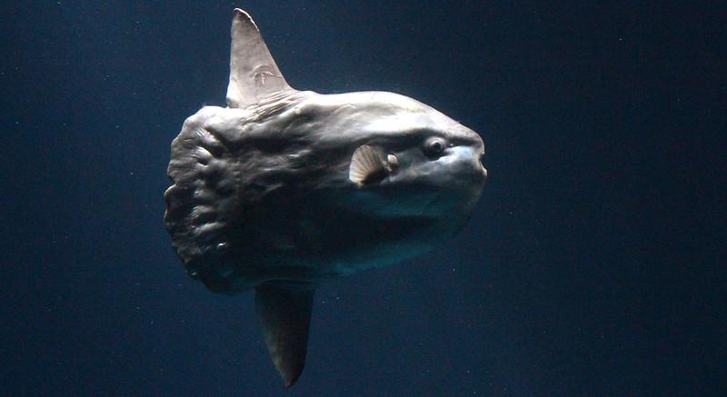 Why Does the Ocean Sunfish Produce So Many Eggs?