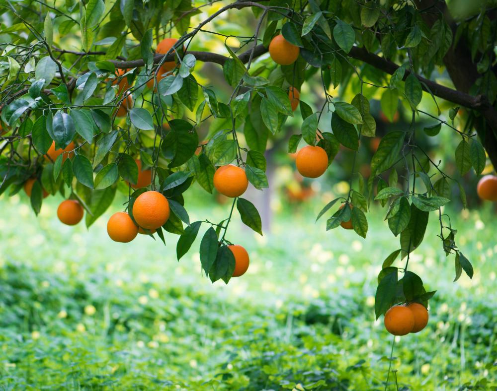 What Is A Temple Orange with Pictures What Is A Temple Orange with Pictures