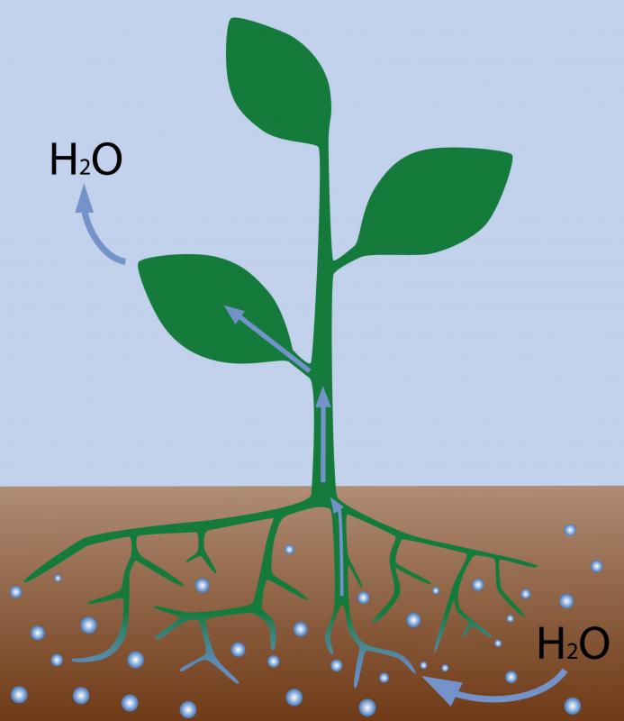 How Do Vascular Plants Absorb Water From The Ground at Jenna Johnson blog