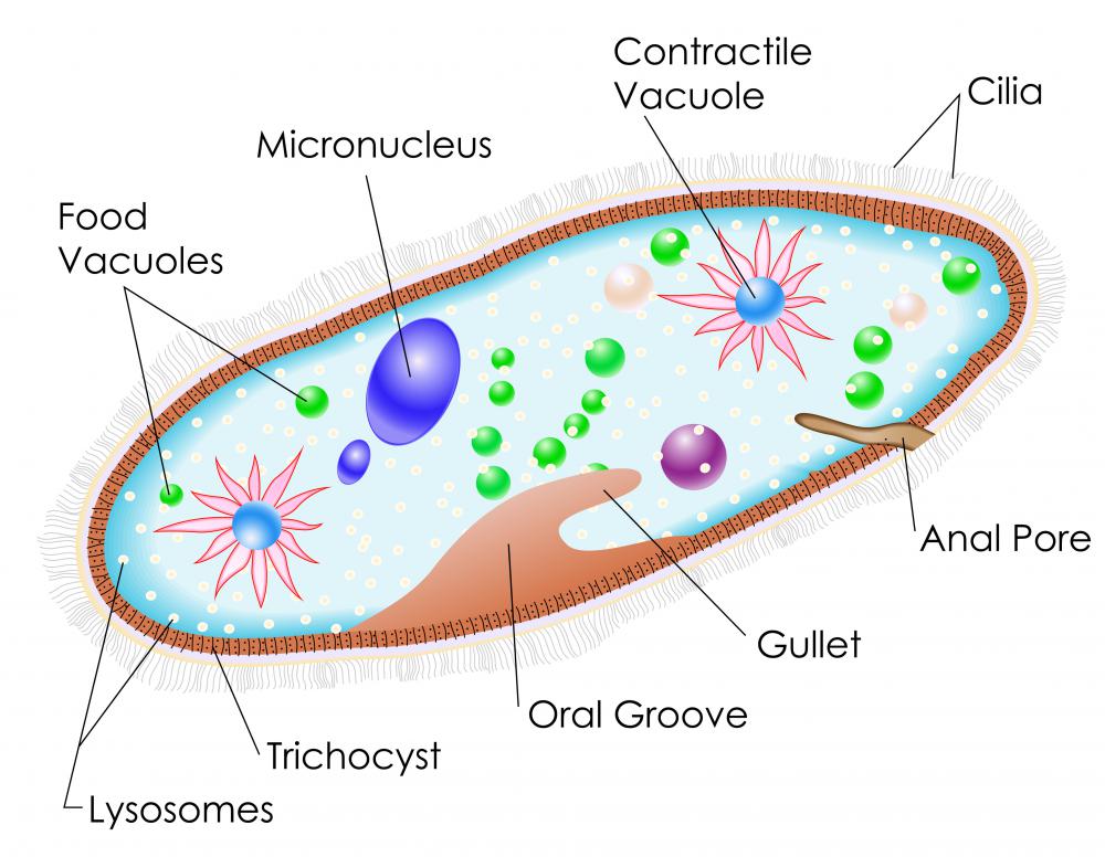 What is Paramecium? (with pictures)