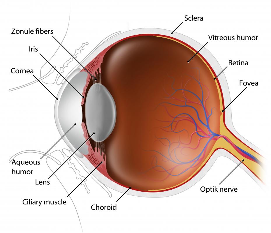 Eye diagram with muscles