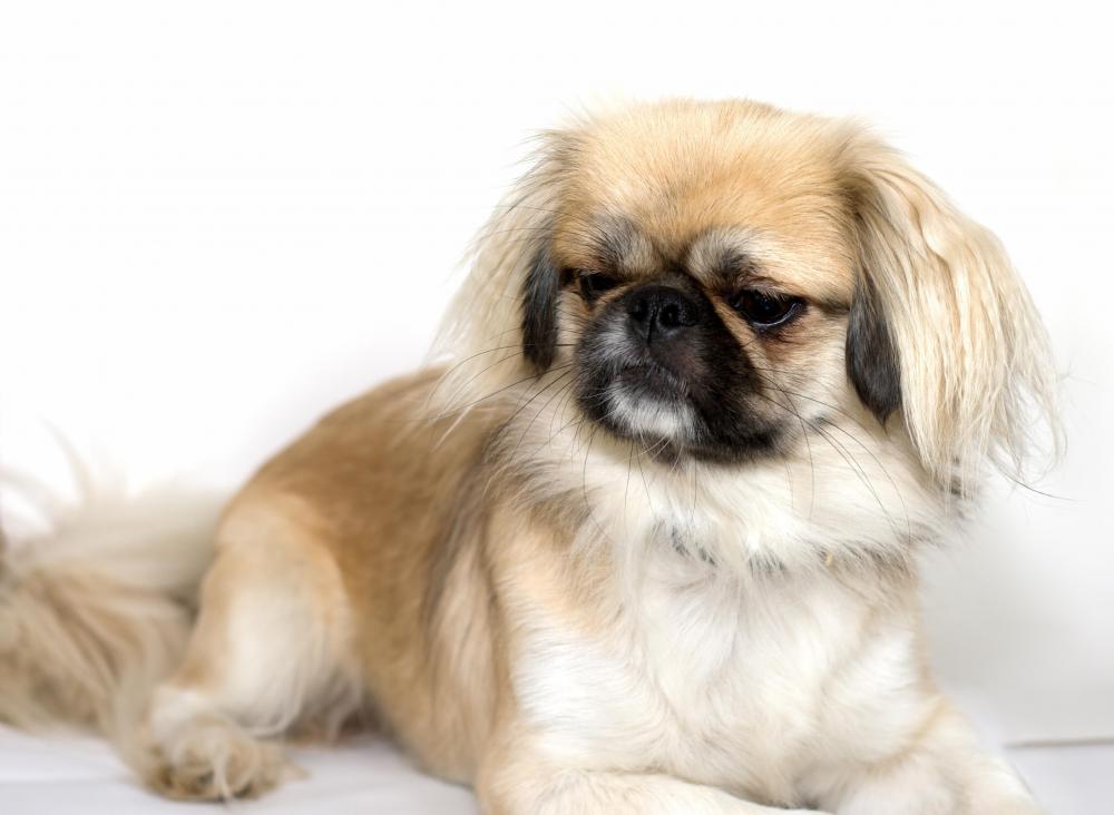 Pekingese Dog Against White Background 