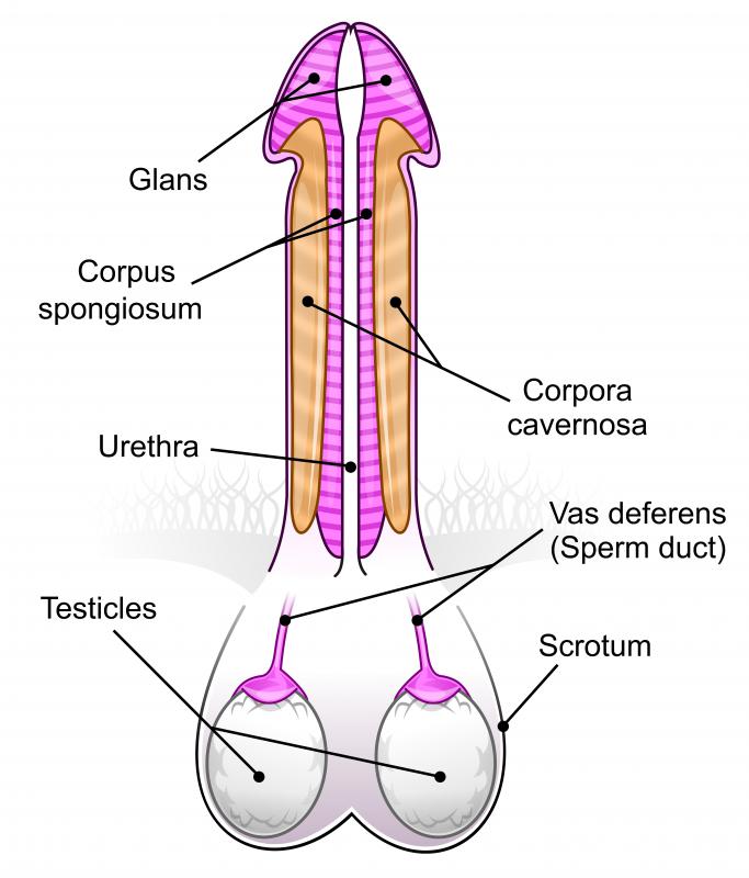 penile cancer early signs