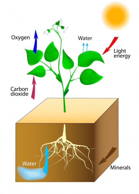 What Is the Importance of Chlorophyll for Photosynthesis?