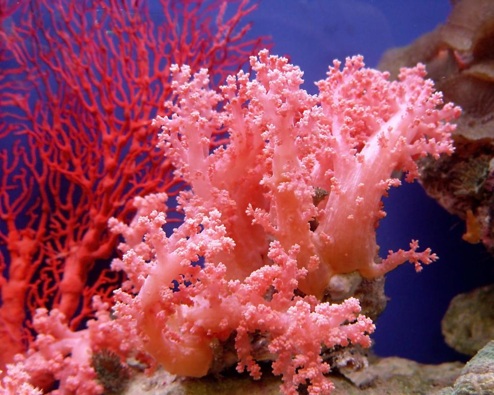 What Are the Different Coral Calcium Side Effects?