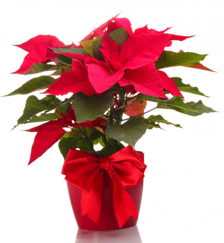 popular christmas flowers