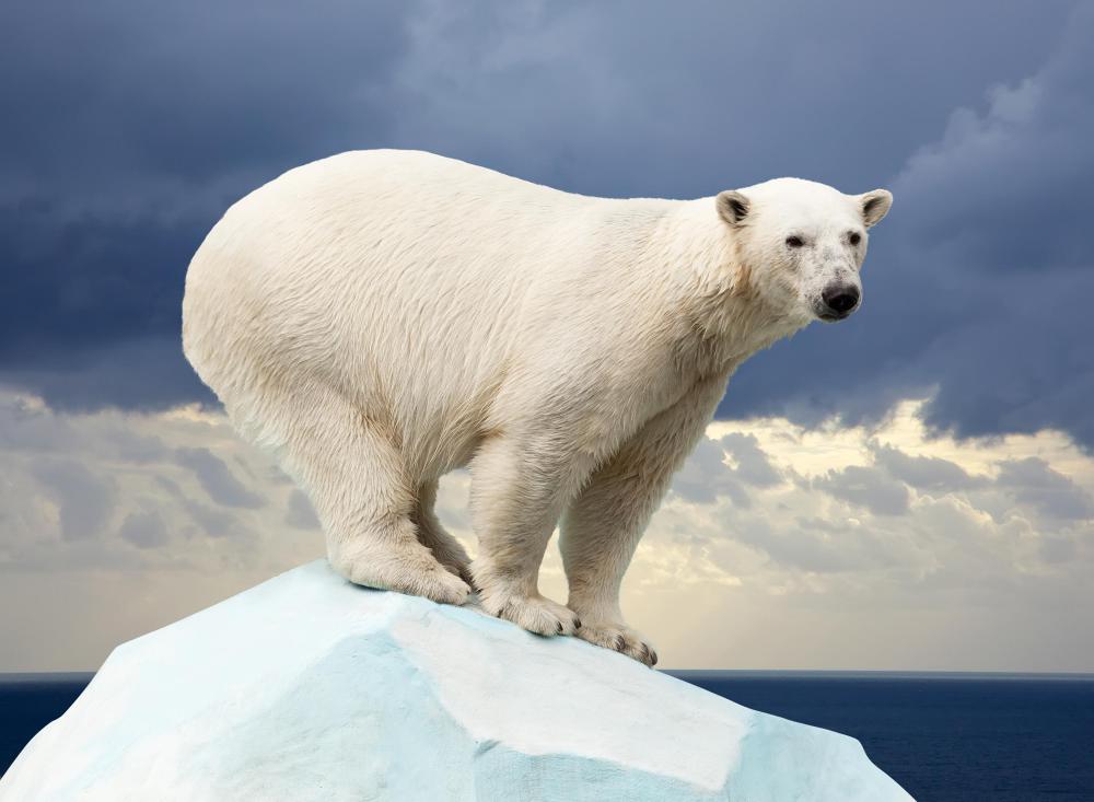 are-polar-bears-in-danger-from-global-warming-with-pictures