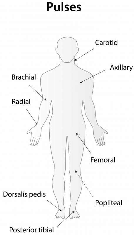 View Dorsalis Pedis Posterior Tibial Pulse Location Photos