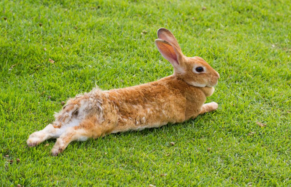 Why are rabbit's foot lucky - gsango