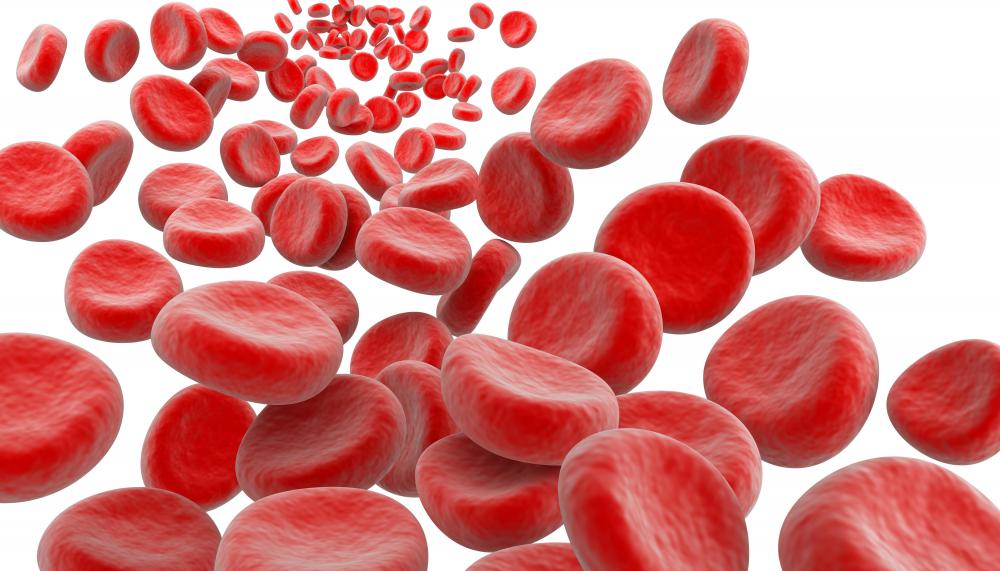 How do Human Blood Cells Differ from Animal Blood Cells?