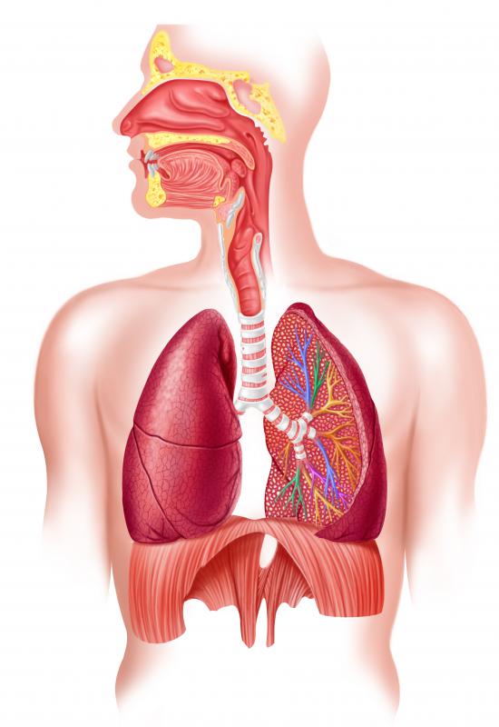 What Is the Respiratory Tree? (with pictures)