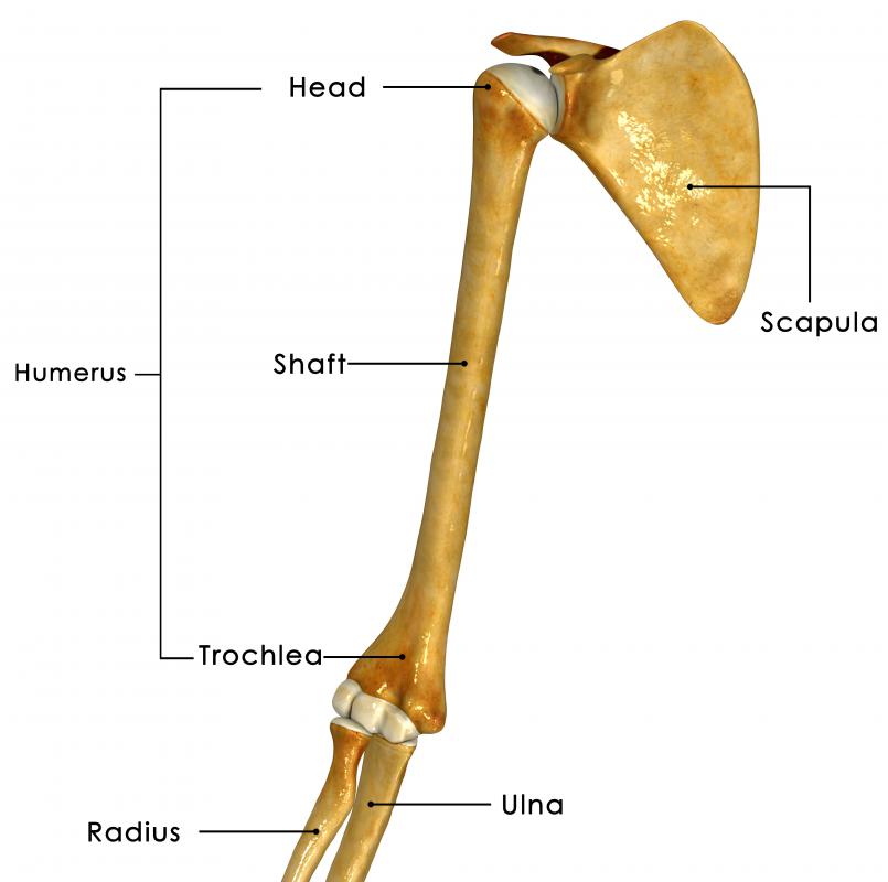 scapula flat bone